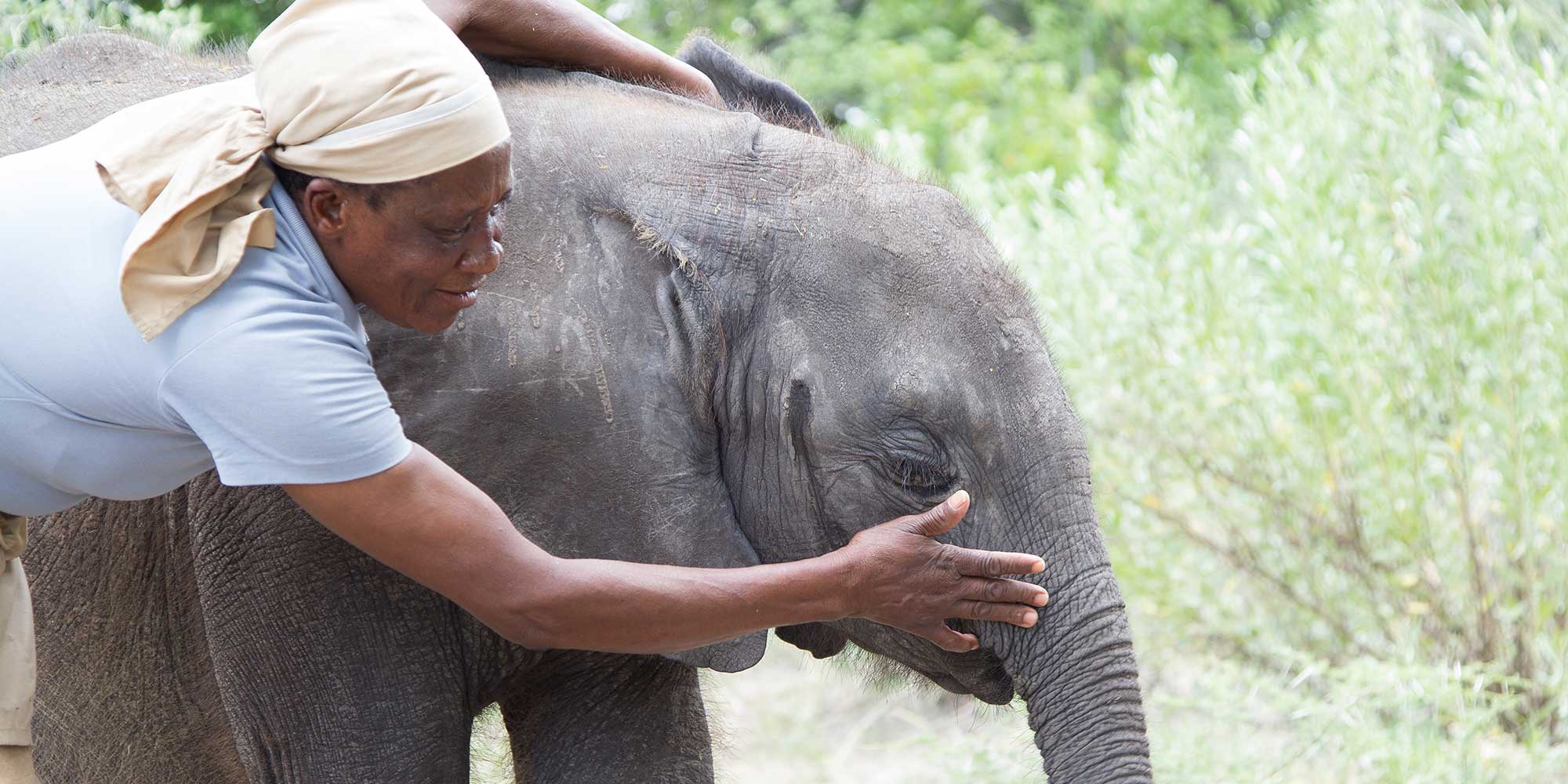 Elephant Havens Handler and Baby Elephant