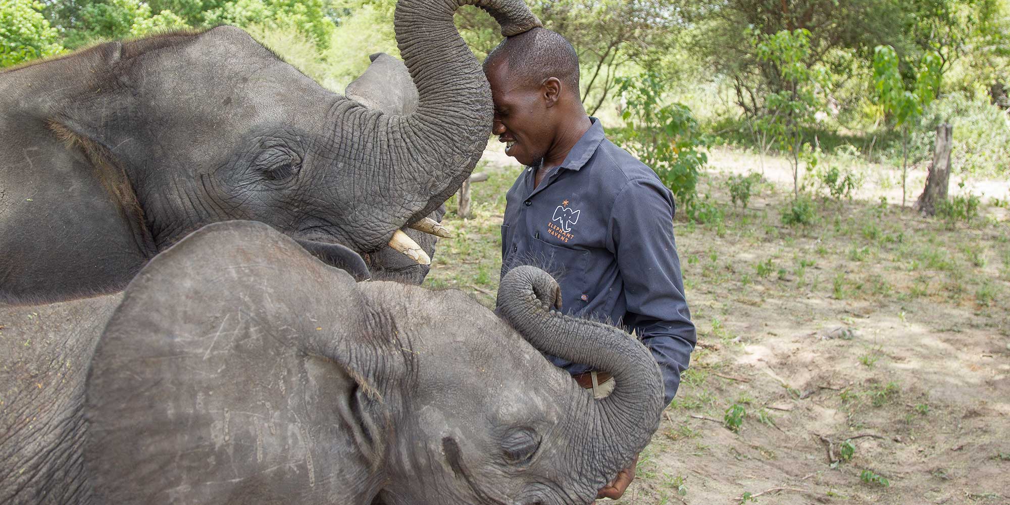 Elephant Havens Handler and Baby Elephants