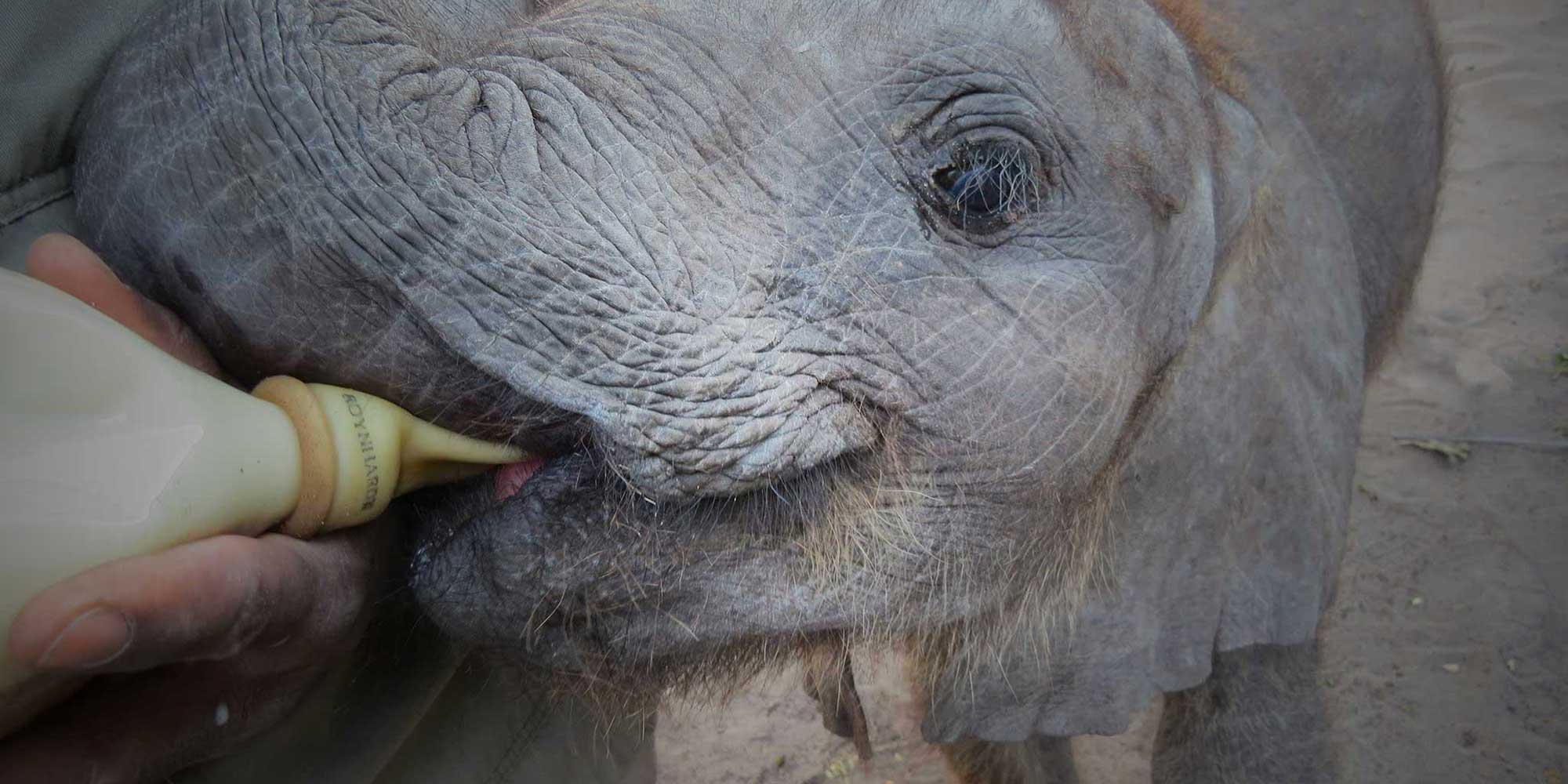Elephant Havens Handler feeds and Baby Elephant