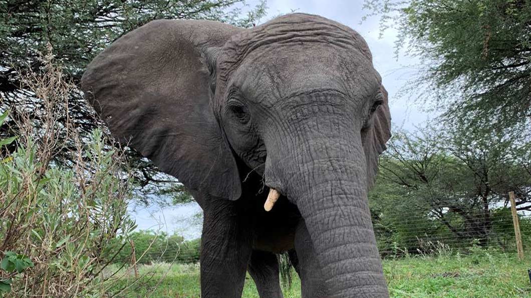 Bonolo Update - Elephant Havens Wildlife Foundation