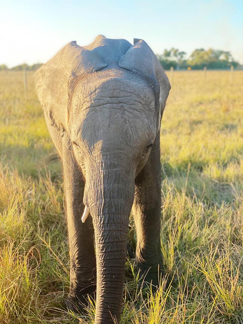 Bonolo Update - Elephant Havens Wildlife Foundation