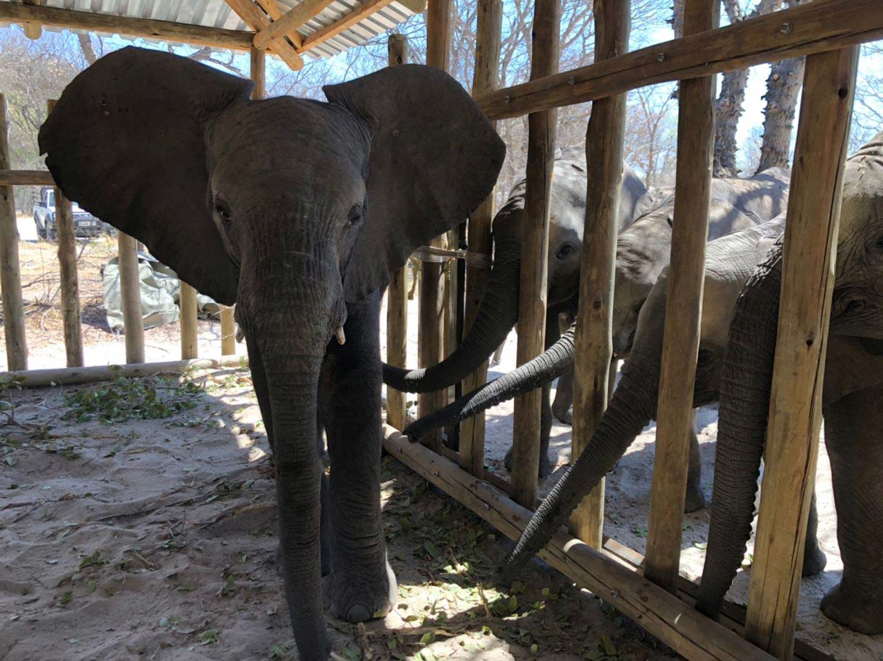 Fall 2021 Update - Elephant Havens Wildlife Foundation