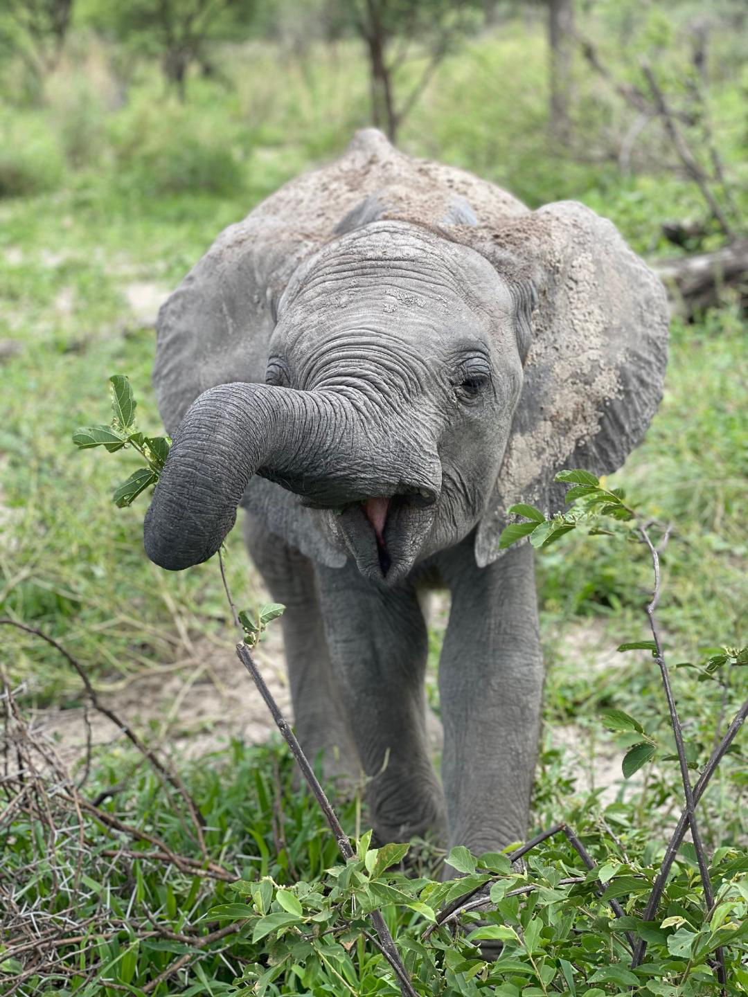 Bokamoso - Elephant Havens Wildlife Foundation