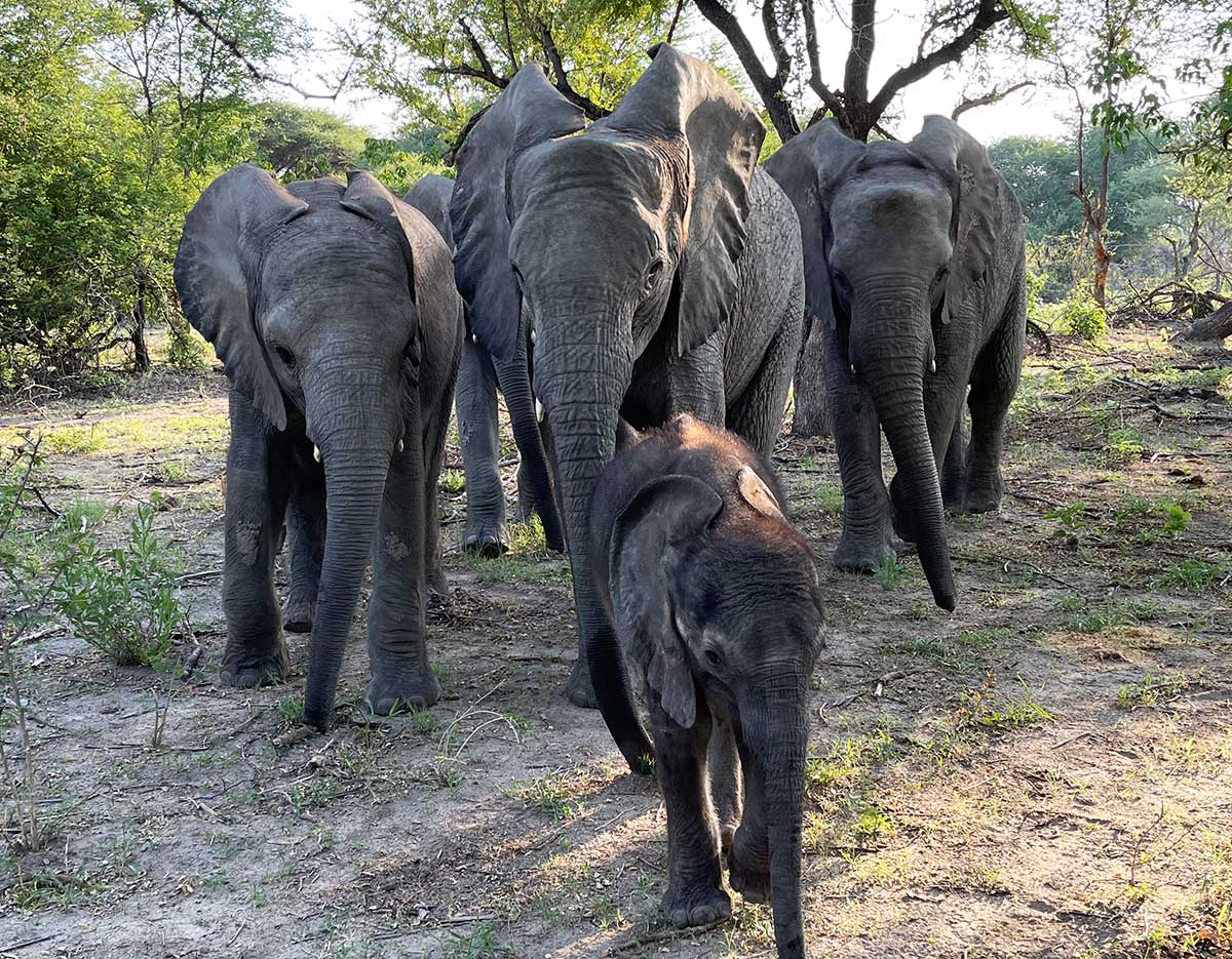 December 2022 Update - Elephant Havens Wildlife Foundation