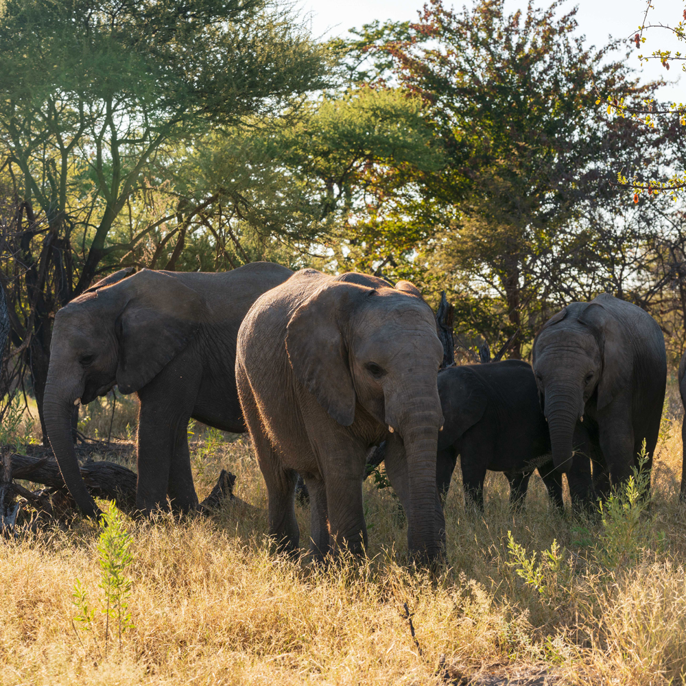 Our herd of orphaned elephants welcomed the campers with open trunks!
