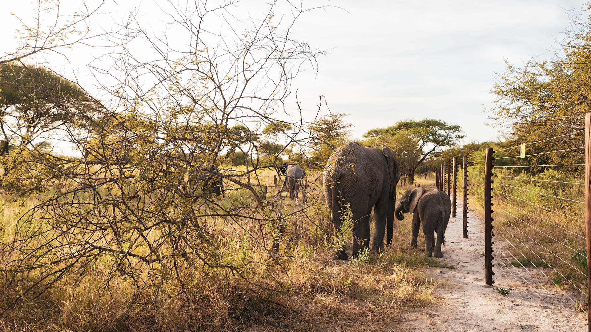 Elephant Havens Habitat protection