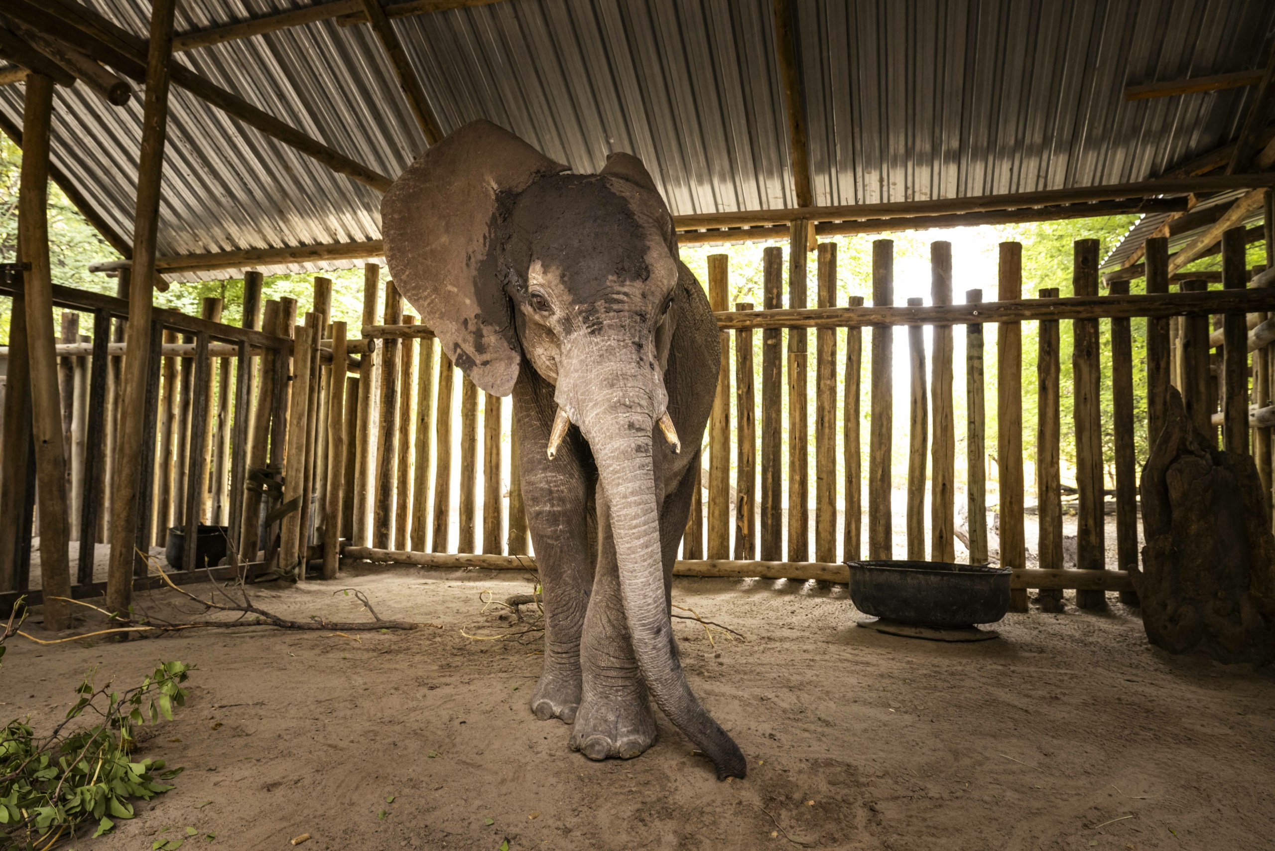 Tusk - Elephant Havens Wildlife Foundation