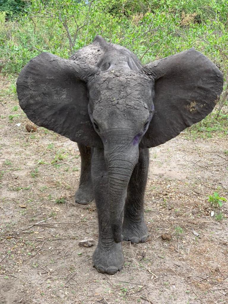 Misha - Elephant Havens Wildlife Foundation